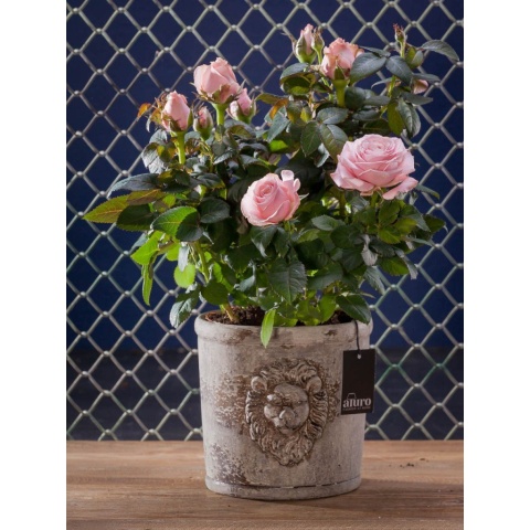 Cementowa osłonka na kwiat TYRIA ALURO L